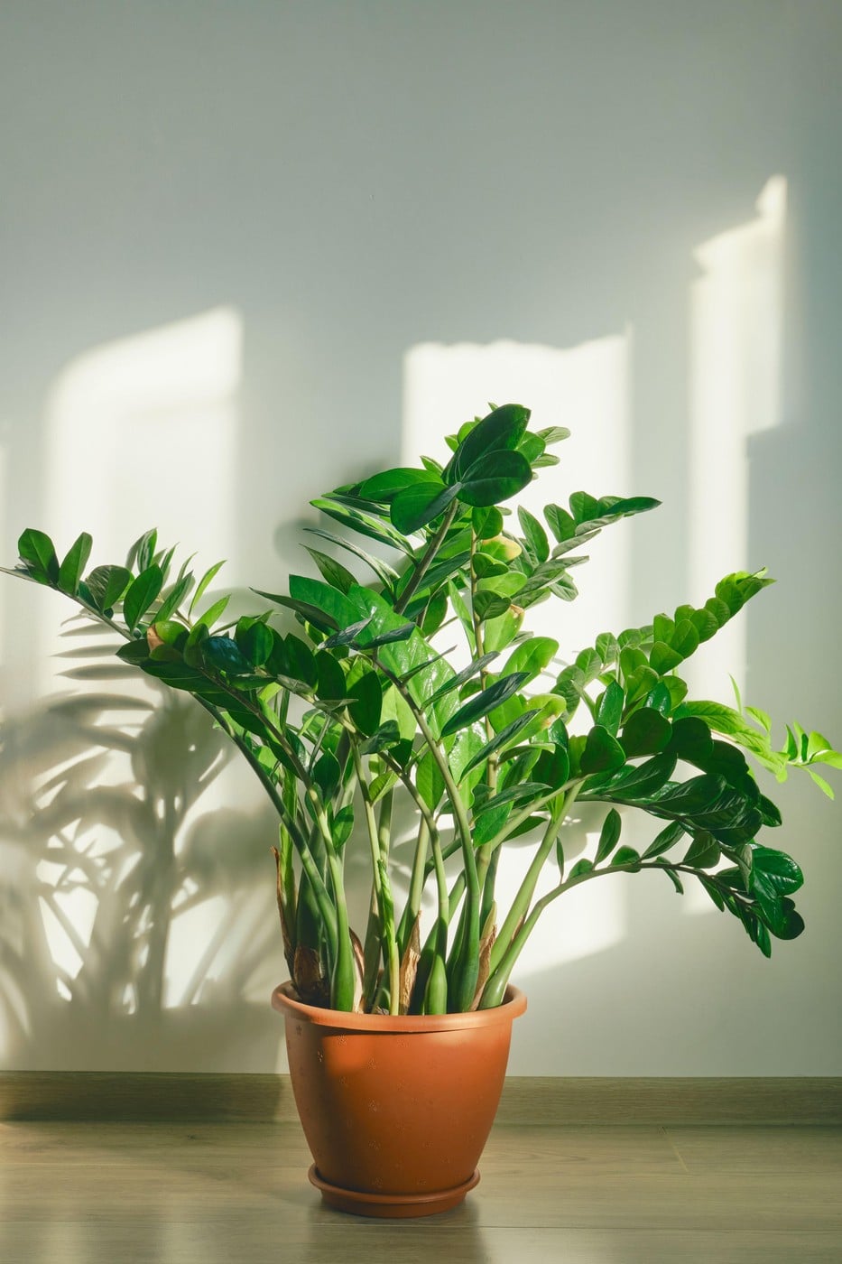 Zamioculcas
