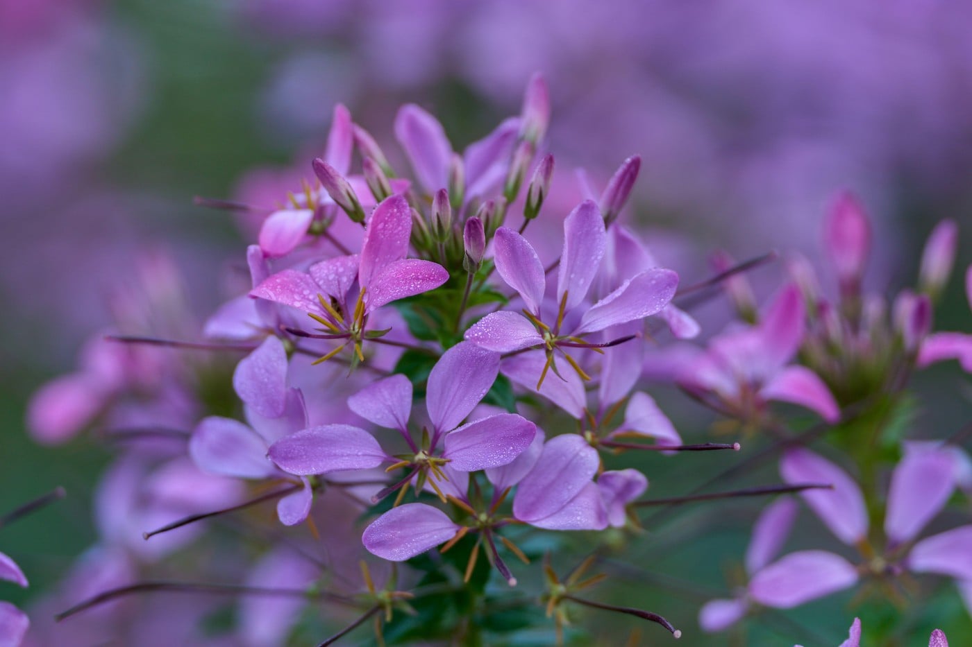 Cleome