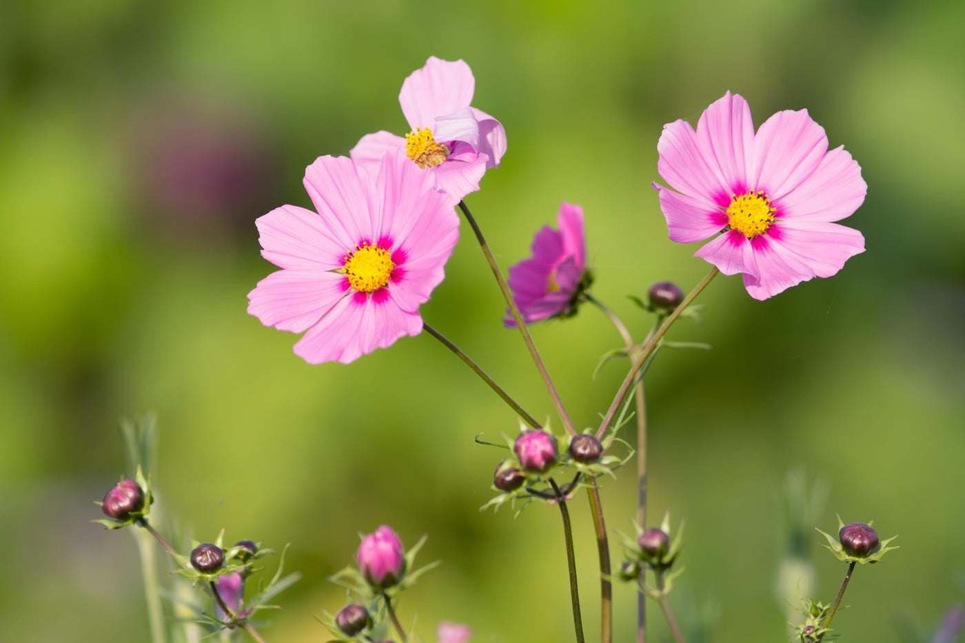cosmos