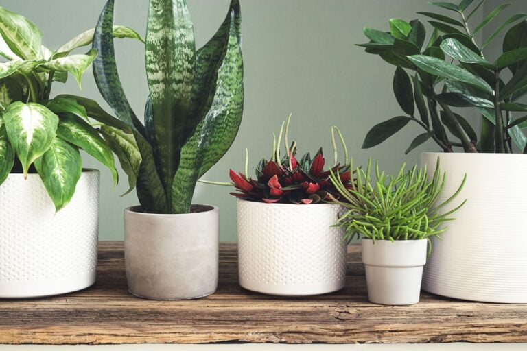 plante