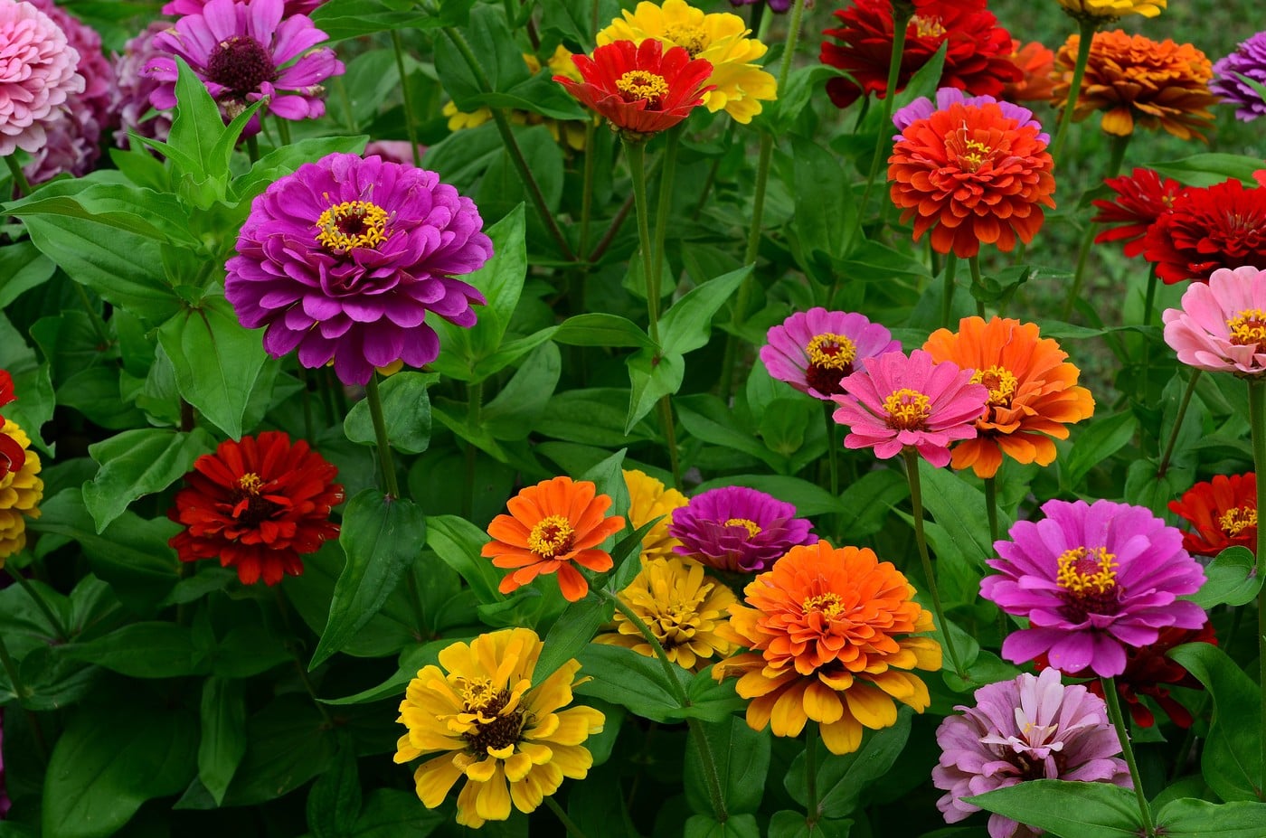 zinnia