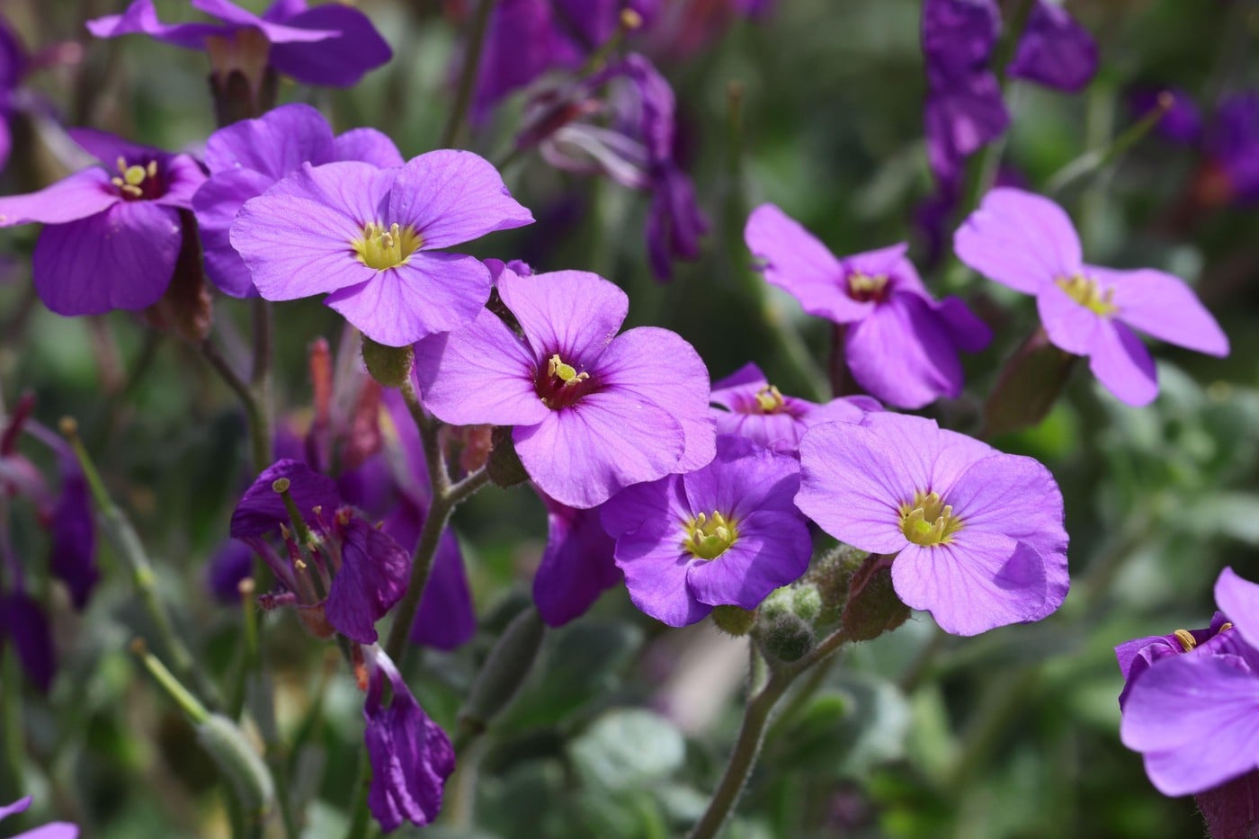 Aubrieta