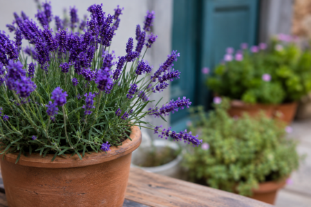 De ce se usucă lavanda în ghiveci. Greșeala banală care îi afectează rădăcinile și oprește înflorirea