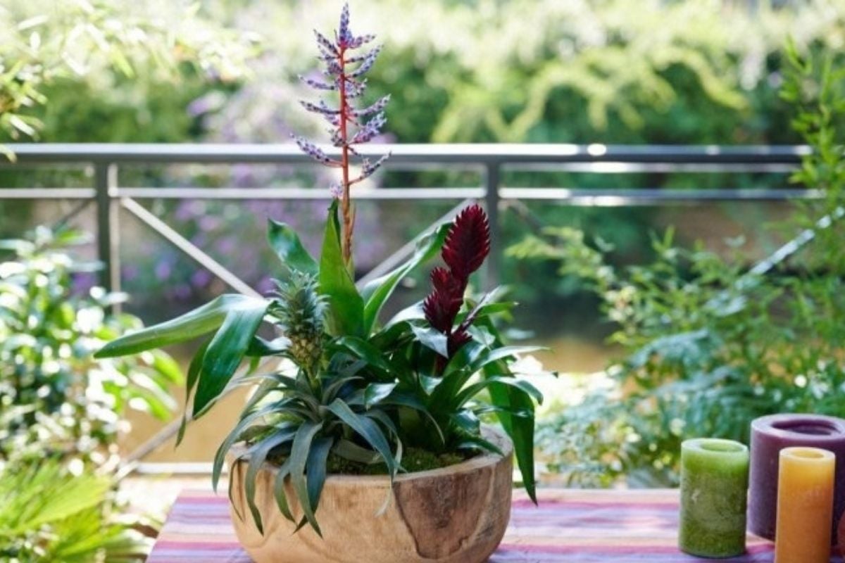 Bromelia sau planta care aduce energie în casa ta. Cum o îngrijești pentru aspectul înflorit care ține luni întregi