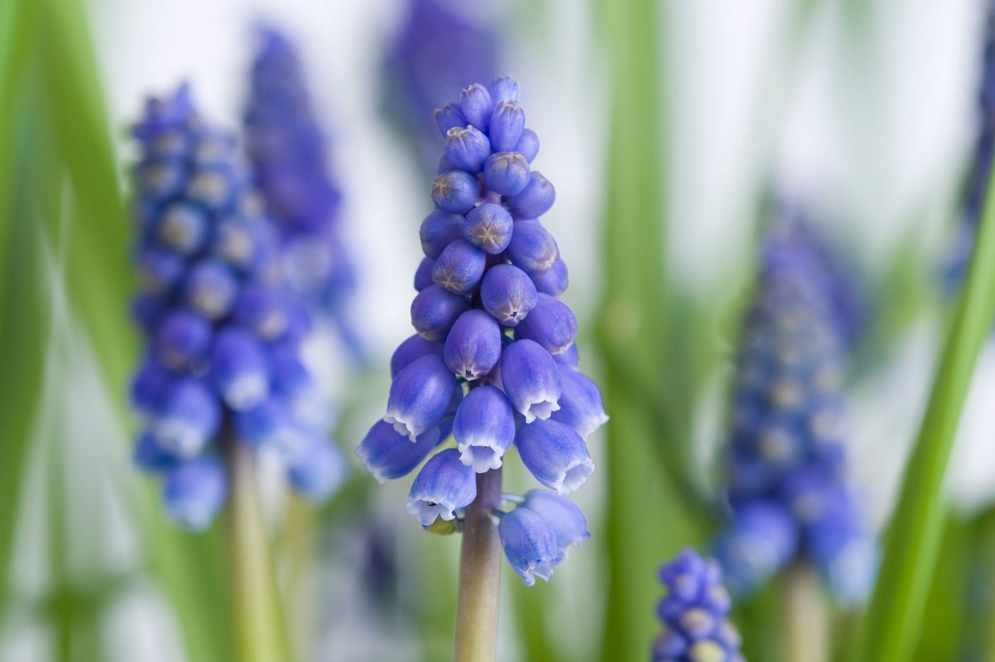 Muscari
