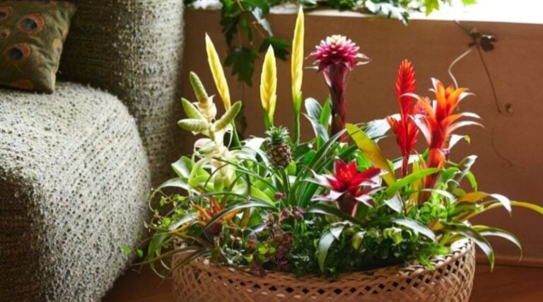 Bromelia poate fi așezată în multe locuri din casă