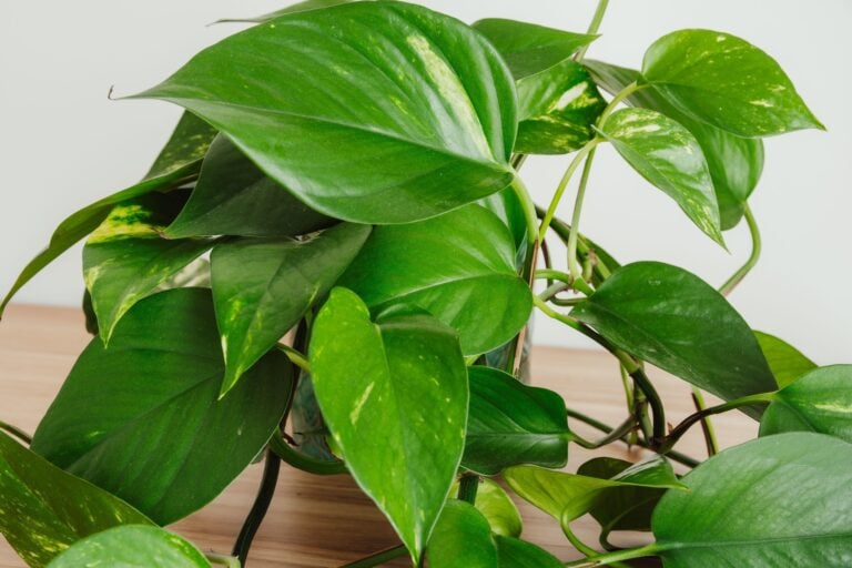 pothos