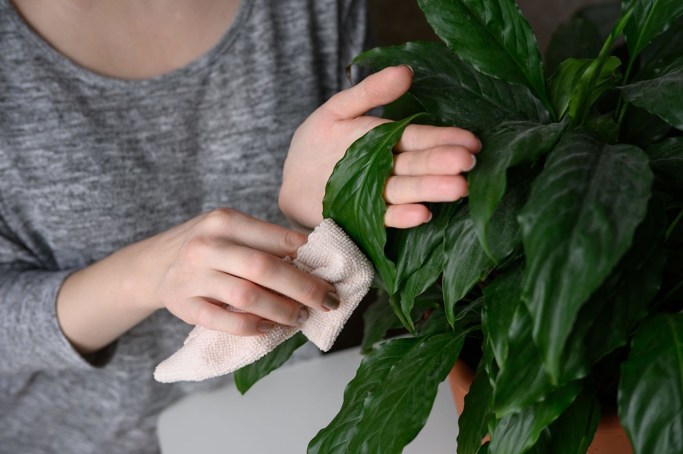 Cum să cureți praful de pe plantele de apartament. Gesturile simple care păstrează frunzele sănătoase și strălucitoare