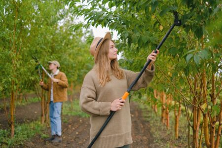 Se taie pomii și arborii toamna? Când este momentul potrivit pentru fiecare soi, ca să nu le faci rău