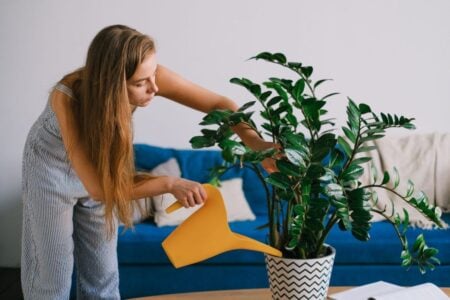 Cât de des uzi plantele de apartament toamna. De ce au nevoie de mai puțină apă și ce să verifici înainte de udare