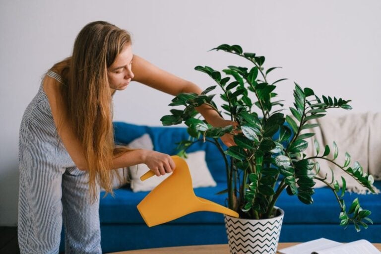 uzi plante toamna