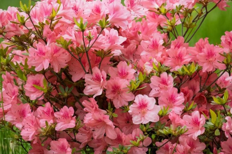 Azalea