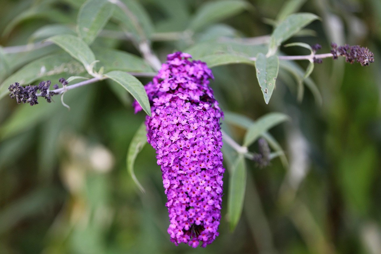 Buddleja davidii, liliacul de vară