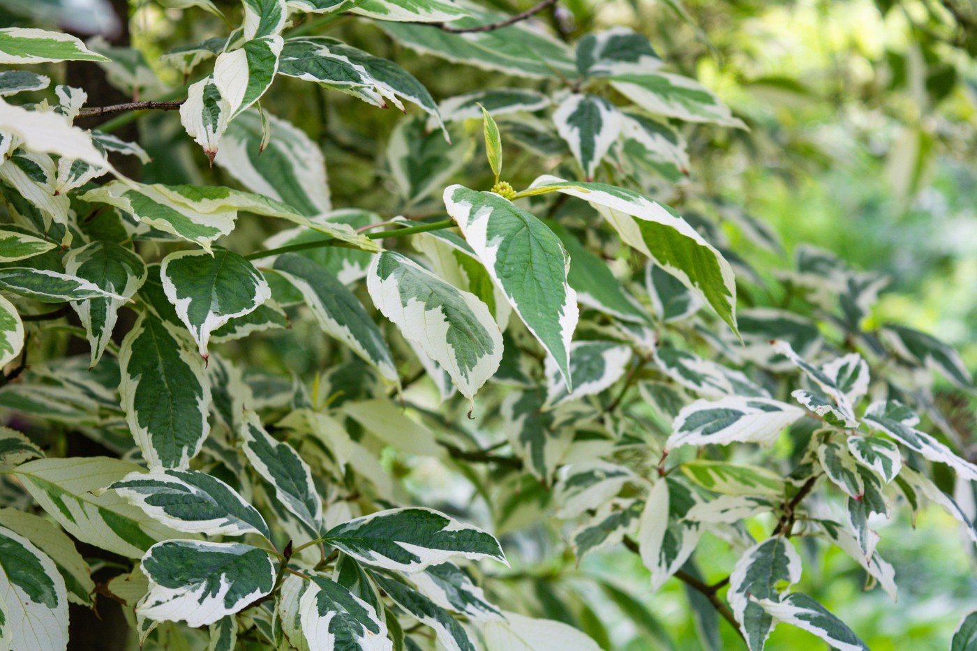 Cornus alba