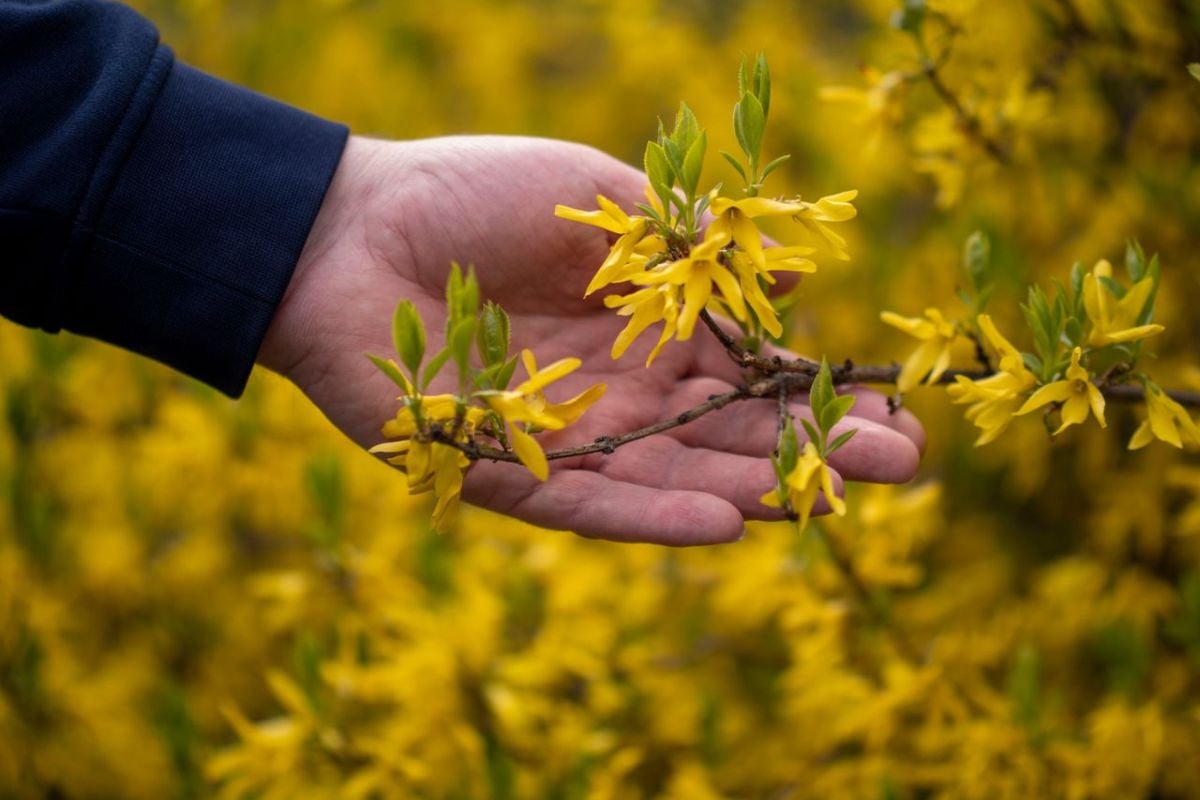 Forsythia