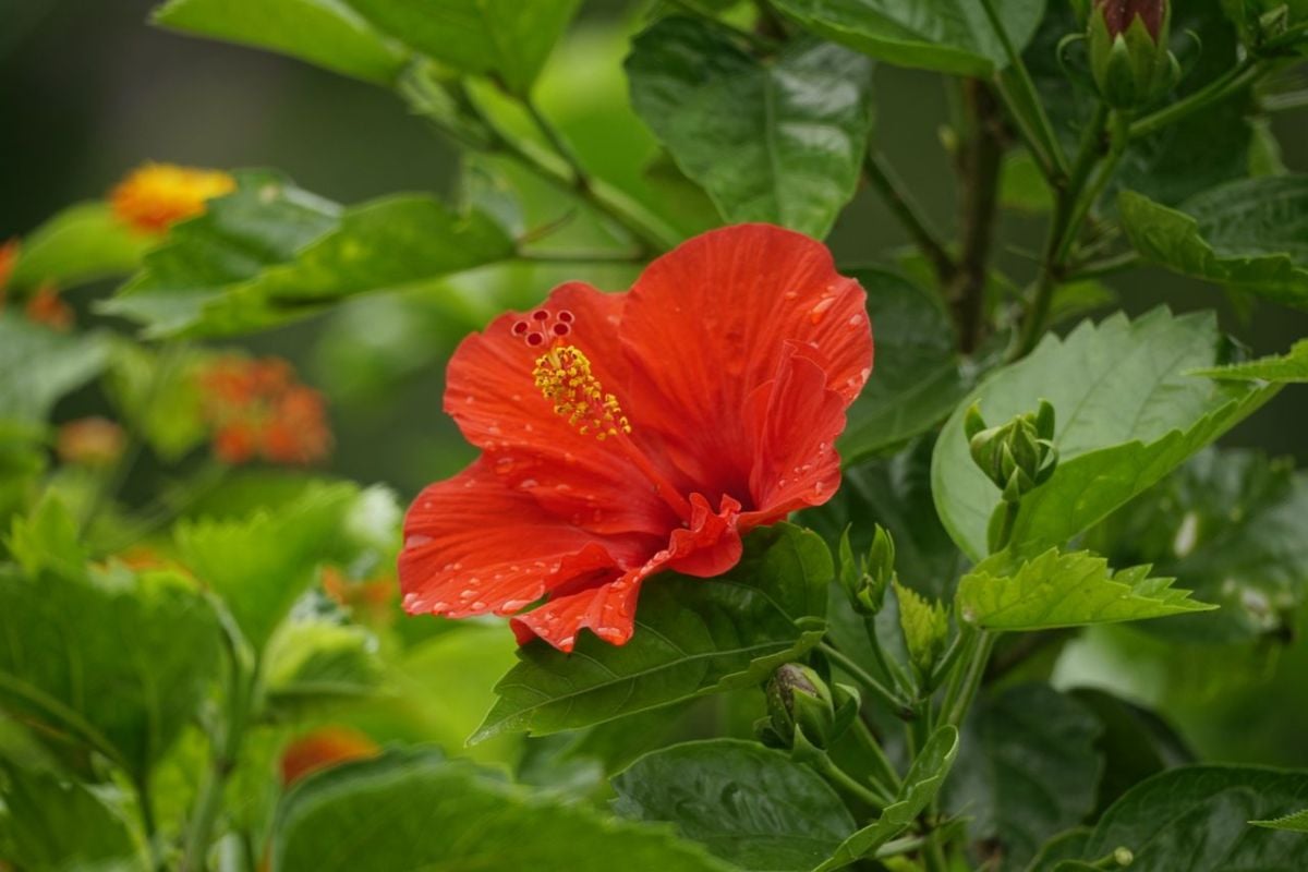 Hibiscus