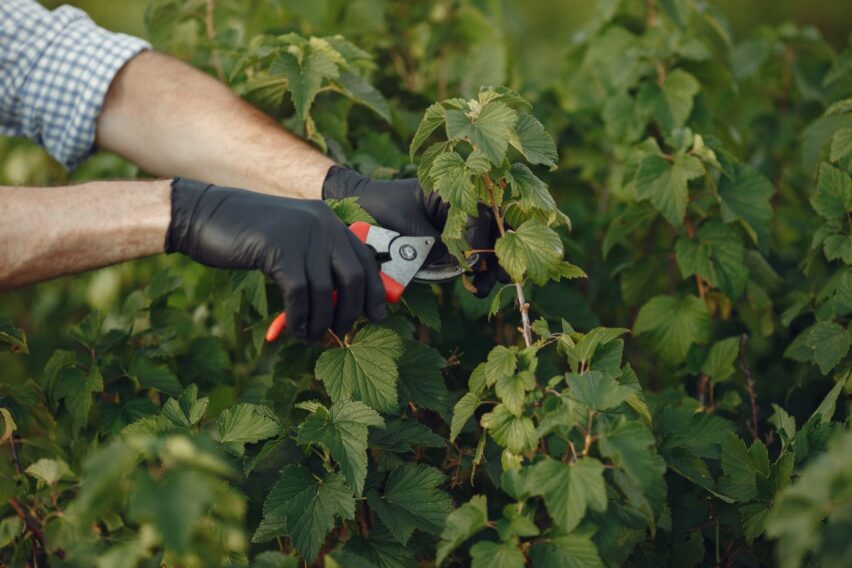 Tăierile de toamnă în grădină. 13 plante care pot avea nevoie de îngrijire în octombrie