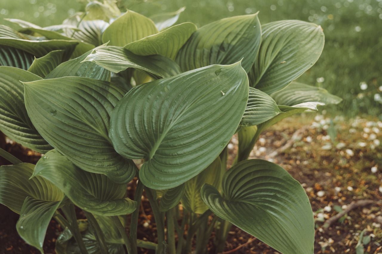 hosta