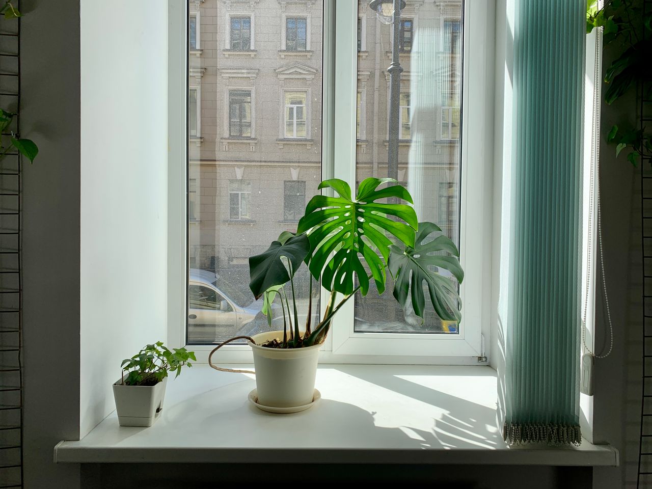Cum îți dai seama că monstera are nevoie de apă. Udarea corectă o poate ajuta să trăiască zeci de ani